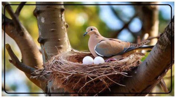 How do you hatch mourning dove eggs