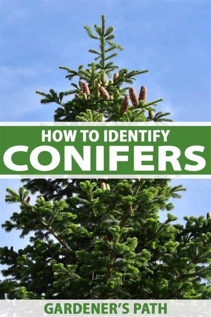 How do you identify conifers