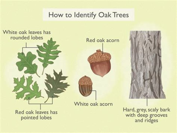 How do you identify oak