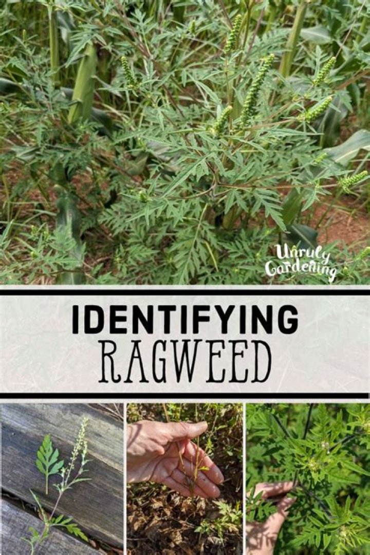 How do you identify ragweed