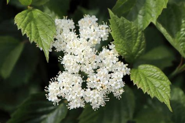 How do you identify viburnum