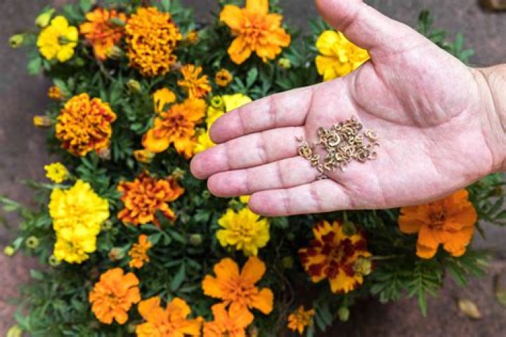 How do you keep marigolds alive