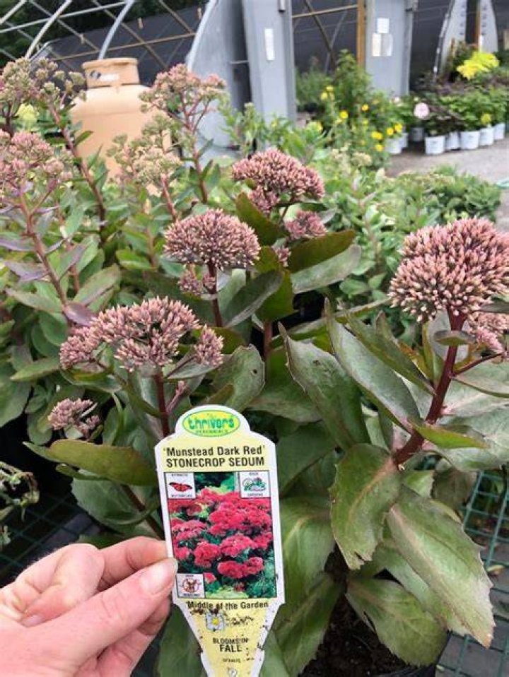 How do you keep sedums small