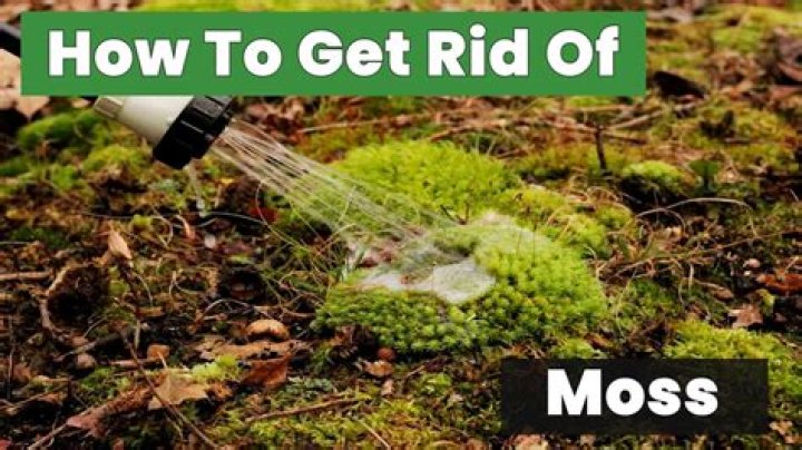 How do you kill moss quickly