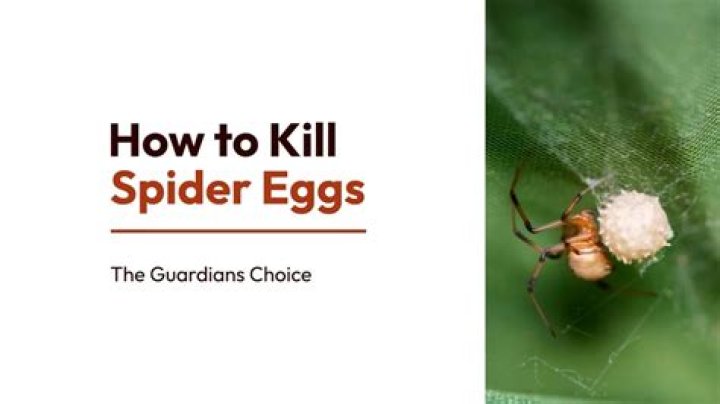 How do you kill spider eggs