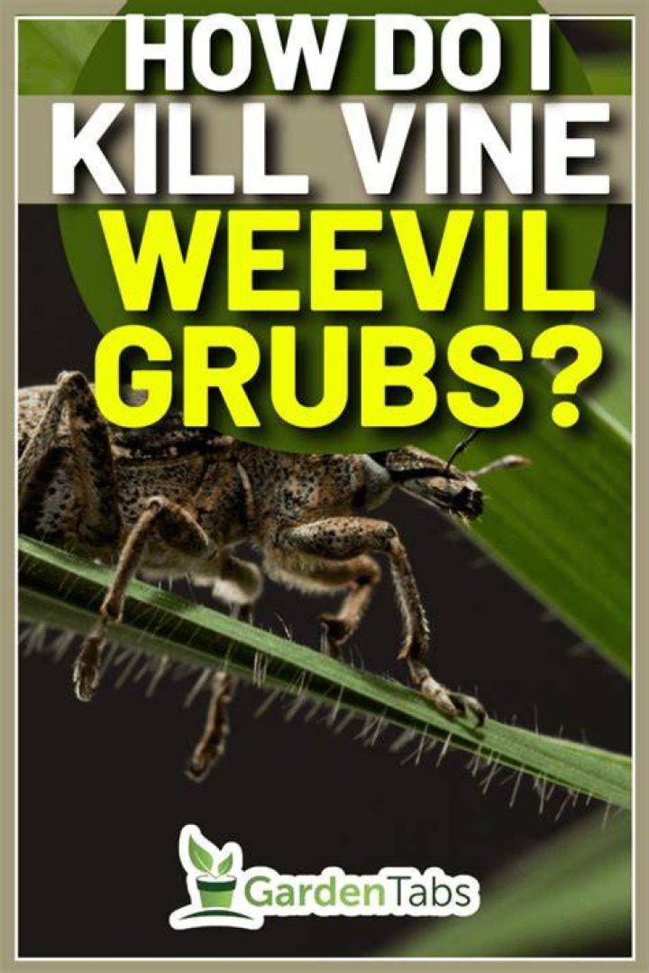 How do you kill vine weevils