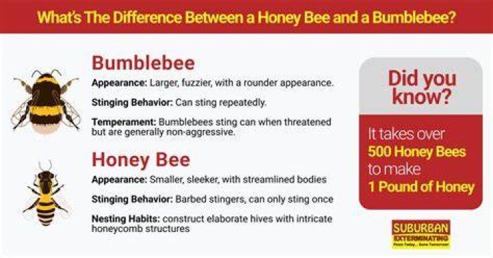 How do you lure bumble bees