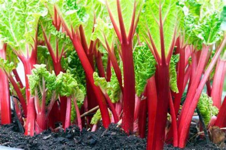 How do you make rhubarb red
