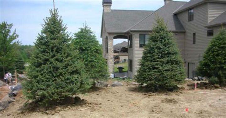 How do you pick a good tree