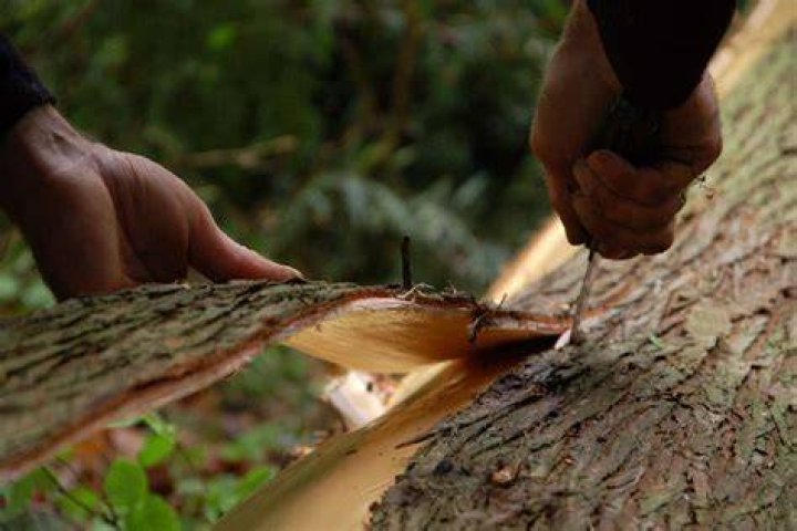 How do you pick cedar boughs