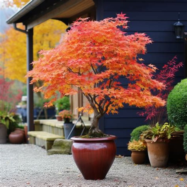 How do you plant amur maple