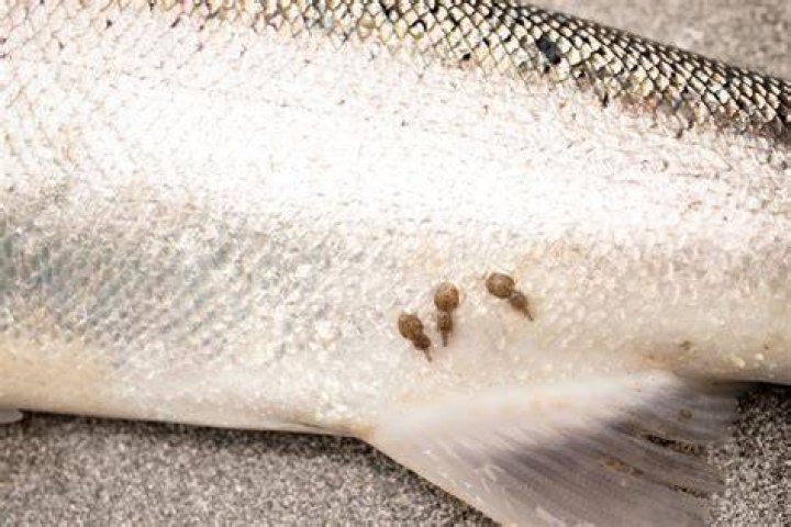 How do you prevent fish lice