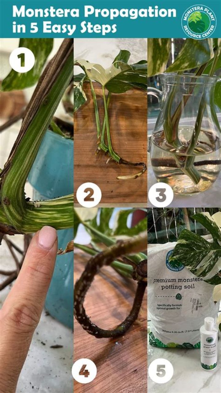How do you propagate Monarda