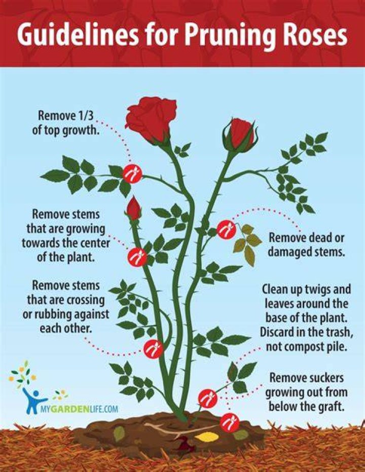 How do you prune blaze roses
