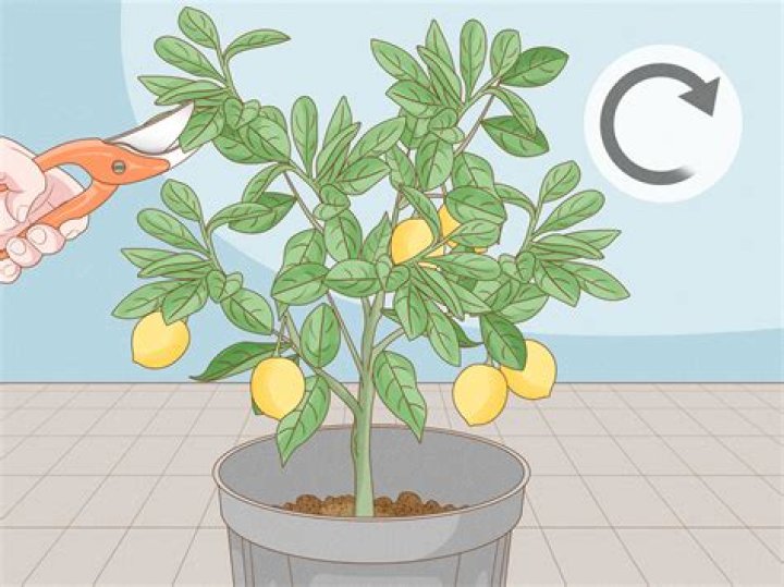 How do you prune Ligustrums