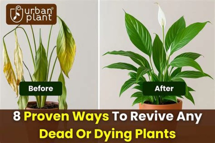 How do you revive dried ivy