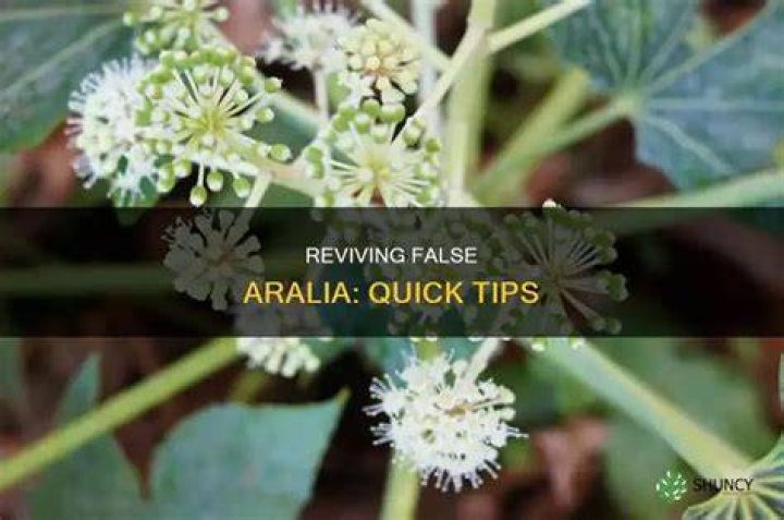 How do you revive in Aralia