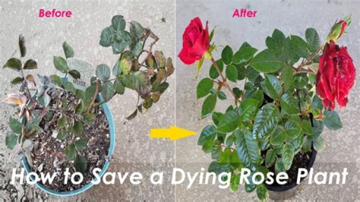 How do you save a dying rose