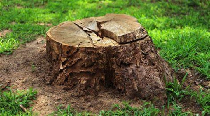 How do you seal a tree stump