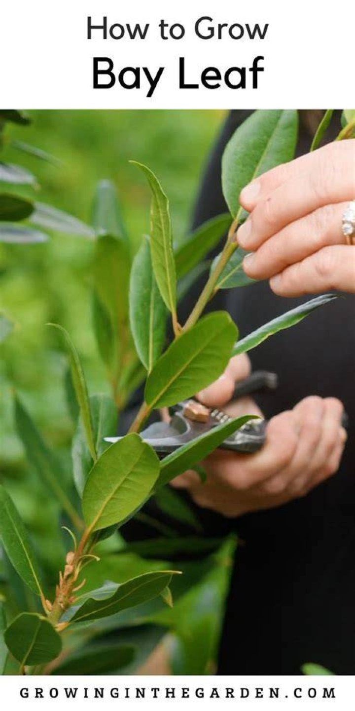 How do you shape a bay tree