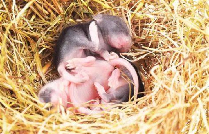 How do you stop mice