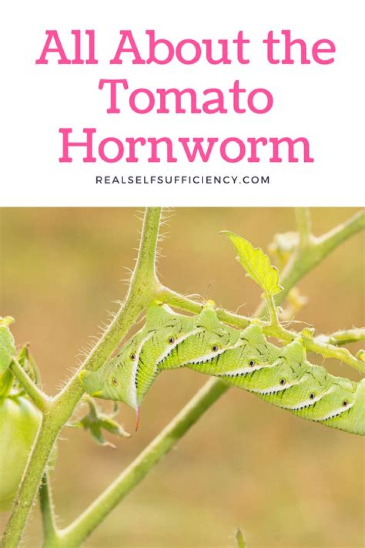 How do you stop tomato worms