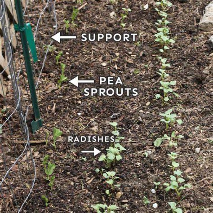 How do you store pea sprouts