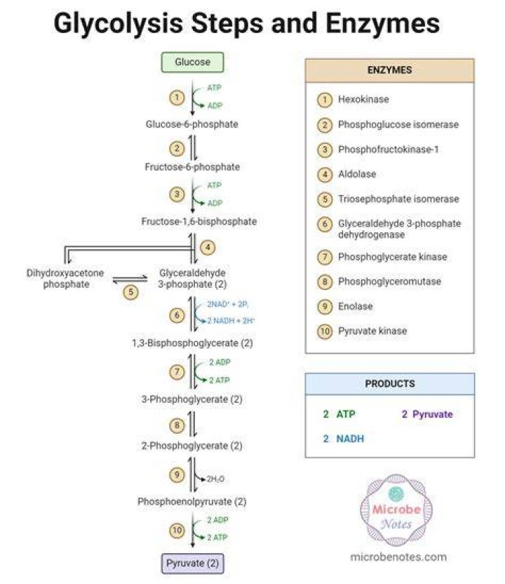 How do you train glycolysis