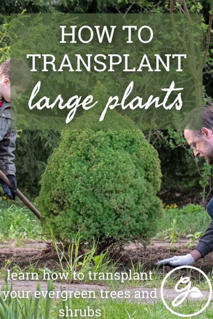 How do you transplant shrubs