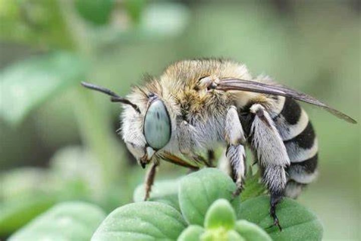 How do you treat digger bees
