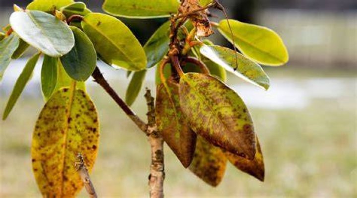 How do you treat leaf blight