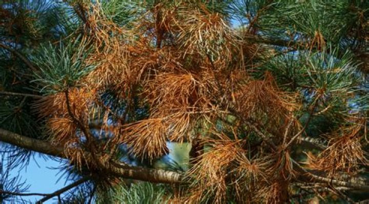 How do you treat pine blight