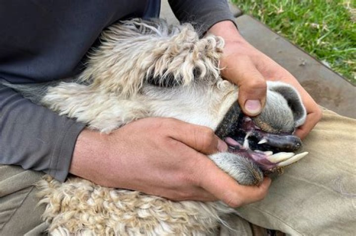 How do you trim alpaca teeth