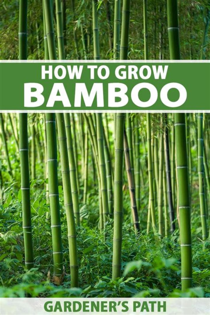 How do you trim dwarf bamboo