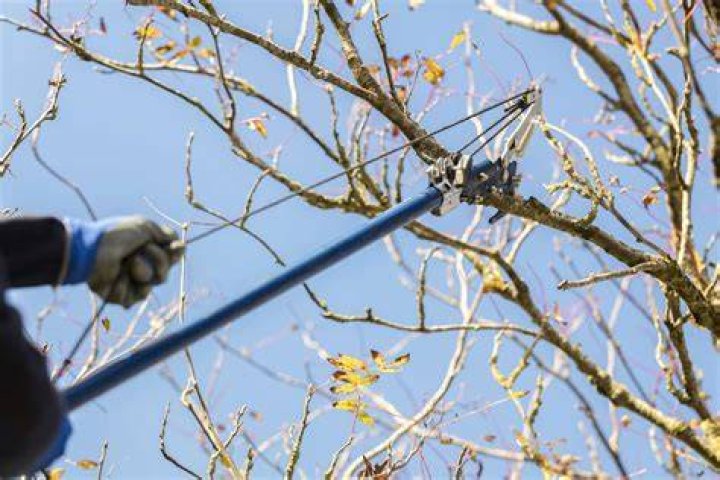 How do you use a tree pruner
