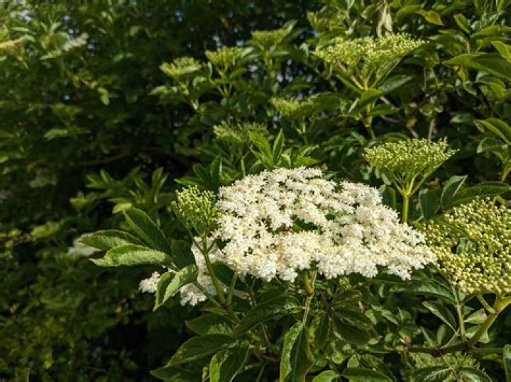 How do you use elder flowers
