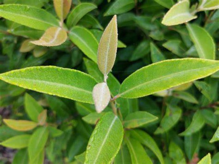How do you use myrtle leaves