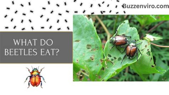 How does a beetle eat a leaf