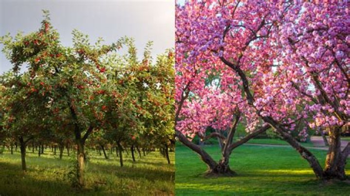 How does a cherry blossom tree grow