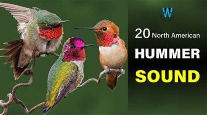How does a hummingbird sound