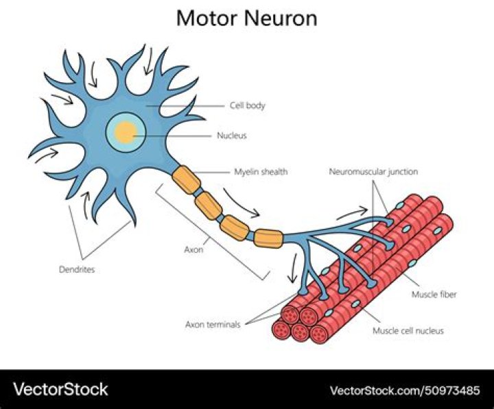 How does a motor neuron work