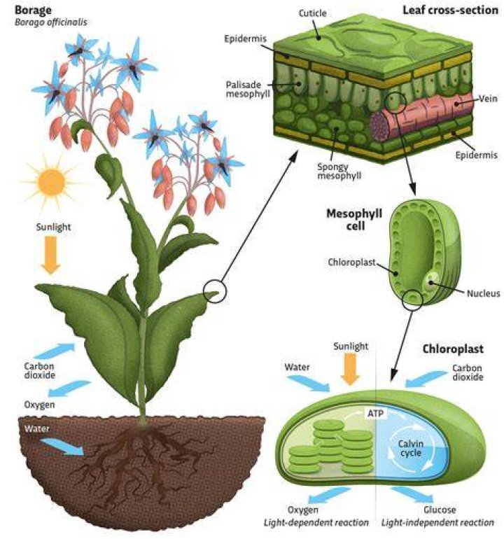 How does a plant heal itself