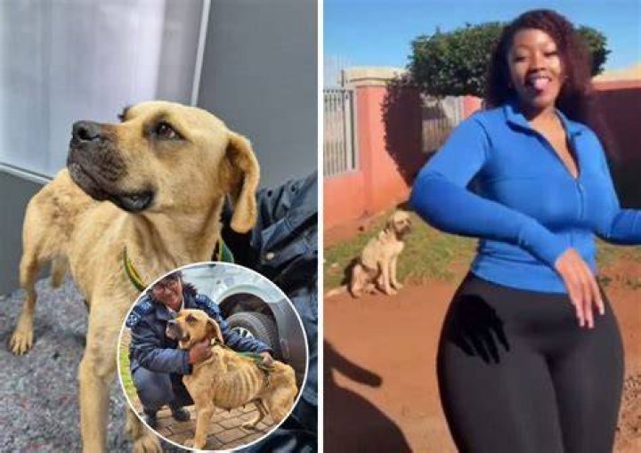 How does a starving dog act