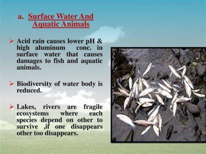 How does acid rain kill fish