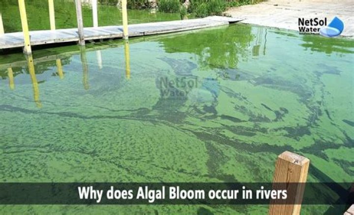 How does algae affect a pond