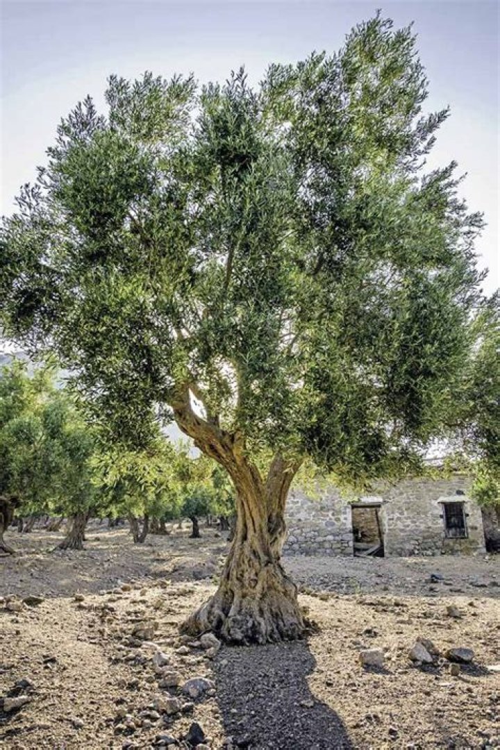 How does an olive tree look