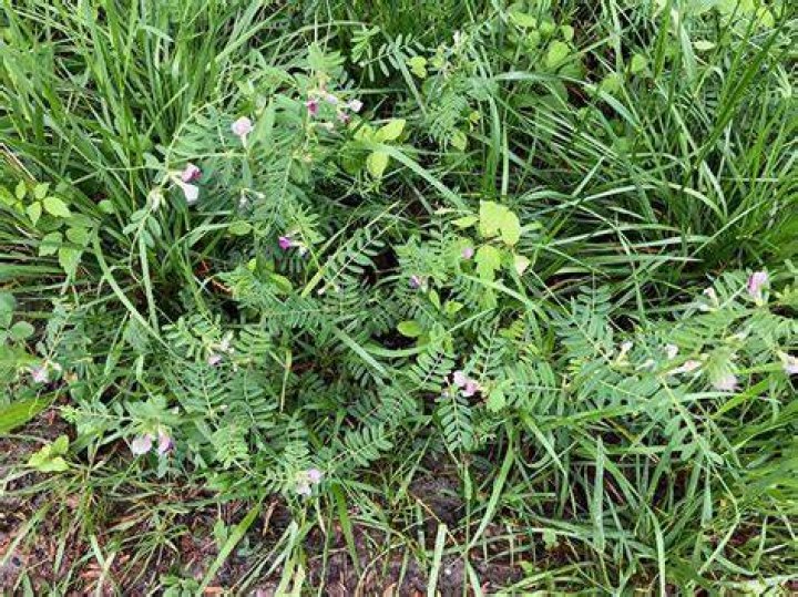 How does common vetch spread