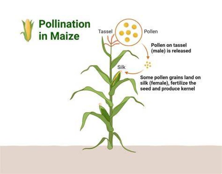 How does corn get pollinated