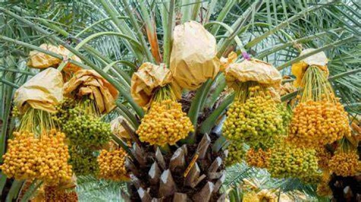 How does date palm look like