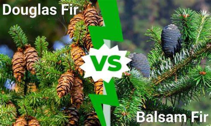 How does Douglas fir weather